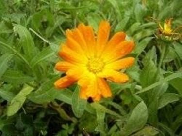 fiore calendula