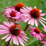 fiore echinacea