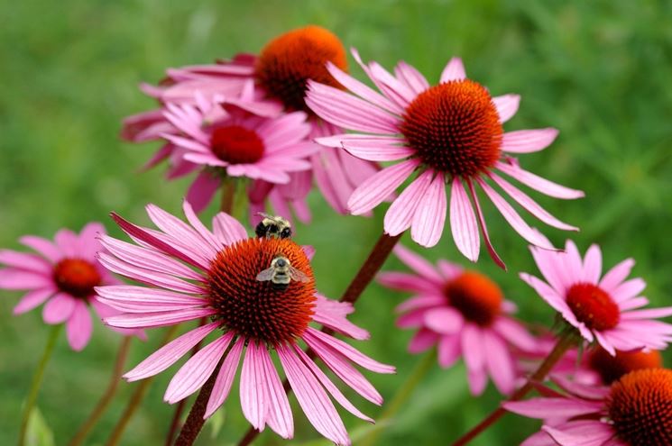 fiore echinacea