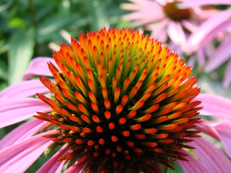 tintura madre echinacea