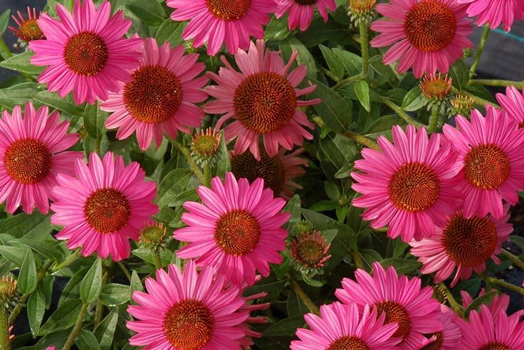 fiori echinacea