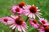 fiore echinacea