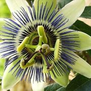 passiflora