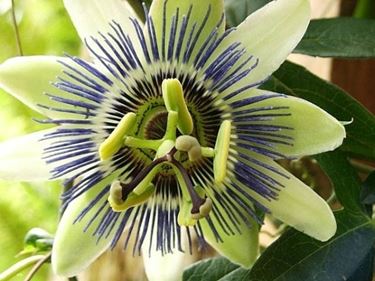 passiflora