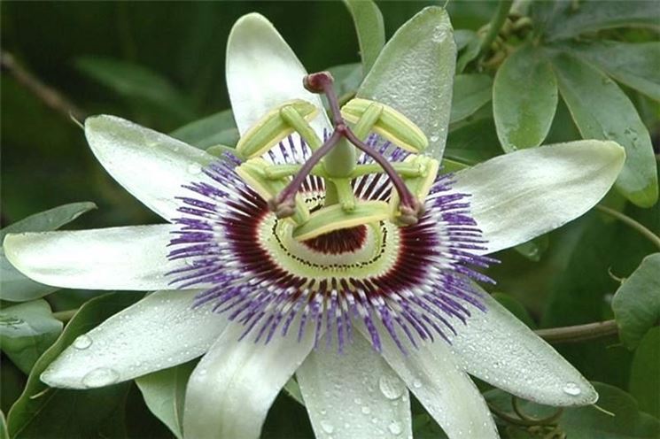 passiflora