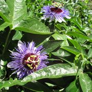 passiflora tintura madre