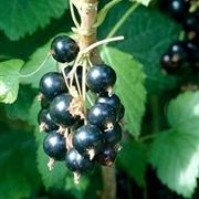 Ribes Nigrum