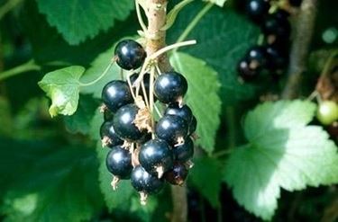 Ribes Nigrum