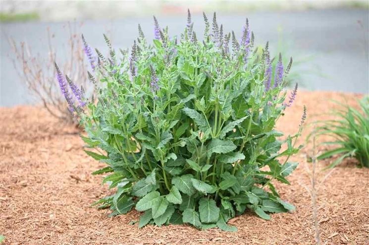 salvia 