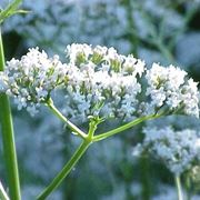 tintura madre valeriana