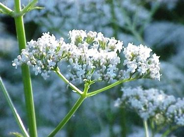 tintura madre valeriana