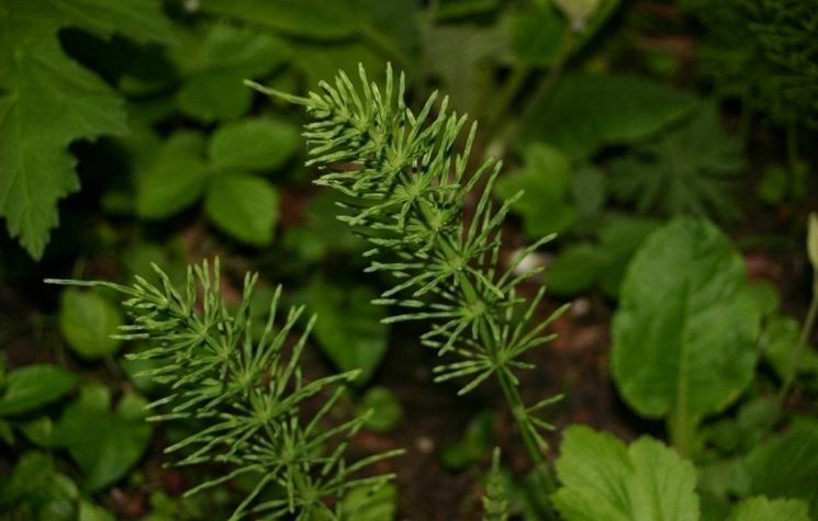 La pianta dell'equiseto è una delle tante erbe che ha funzione di diuretico