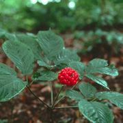 Pianta da cui si ricava la radice di ginseng