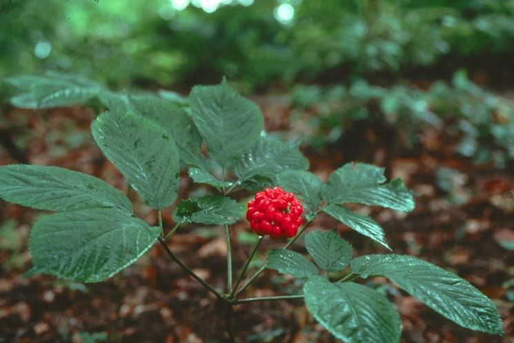 Pianta da cui si ricava la radice di ginseng