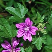 Pianta di malva fiorita