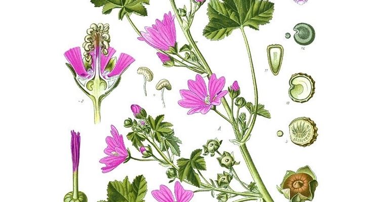 Illustrazione della malva da un erbario