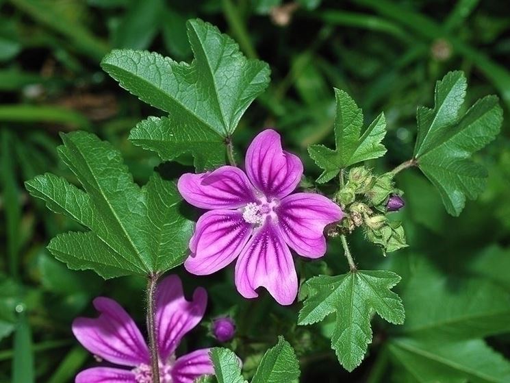 Pianta di malva fiorita