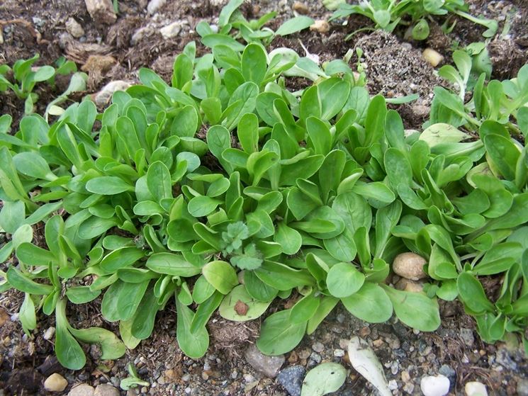 Valeriana