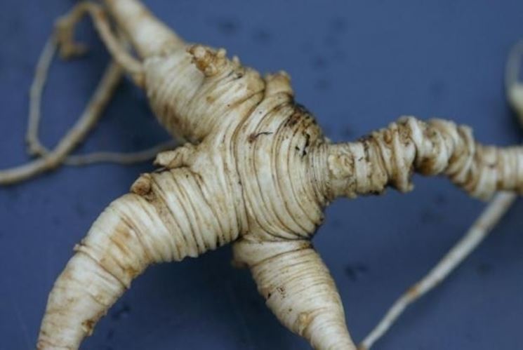 Il ginseng: da evitare in gravidanza