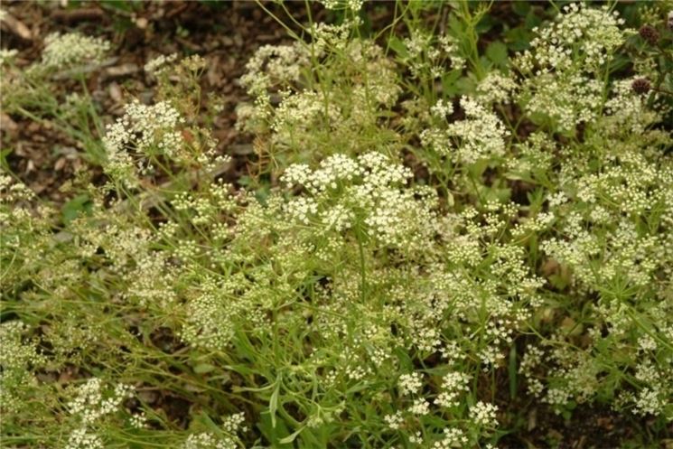 L'anice verde usato per tisane