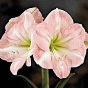 Amaryllis