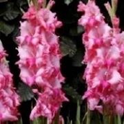 gladioli