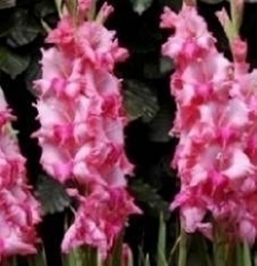 gladioli