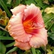 Hemerocallis