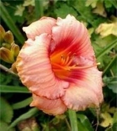 Hemerocallis