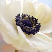 Anemone