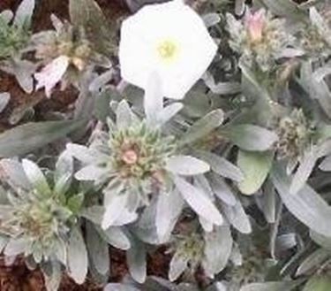 convolvulus cneorum