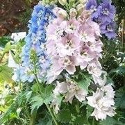 Delphinium