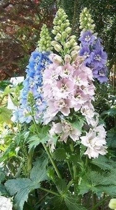 Delphinium