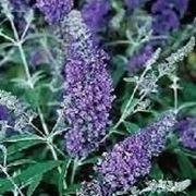 Buddleya