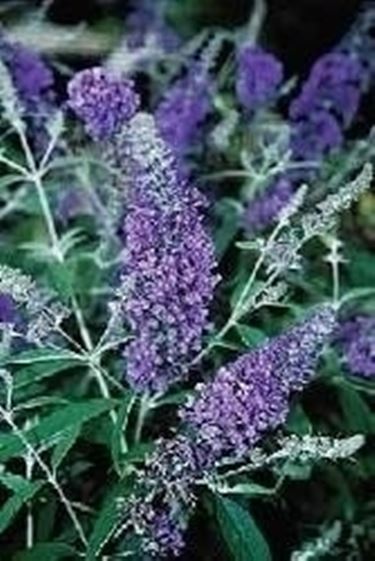 Buddleya