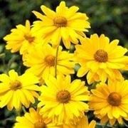 Heliopsis