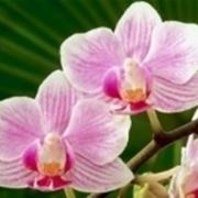 orchidea perde fiori