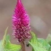 celosia