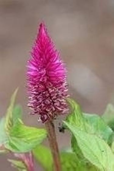 celosia