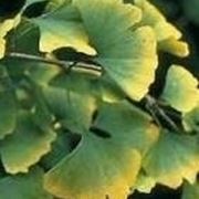 Ginkgo