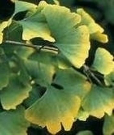 Ginkgo