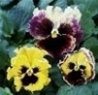 viola