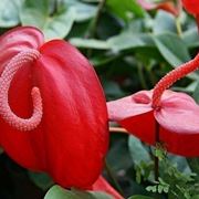 Pianta di Anthurium scherzerianum