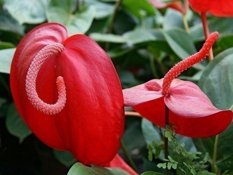 Pianta di Anthurium scherzerianum