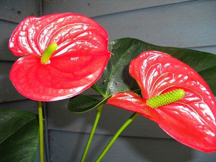 Fiori di Anthurium andreanum