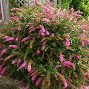 Cespuglio buddleja davidii