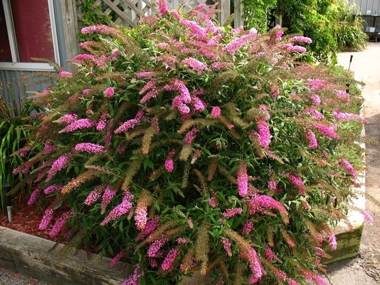 Cespuglio buddleja davidii