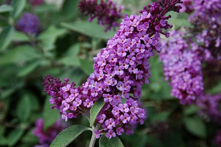 Infiorescenze buddleja davidii