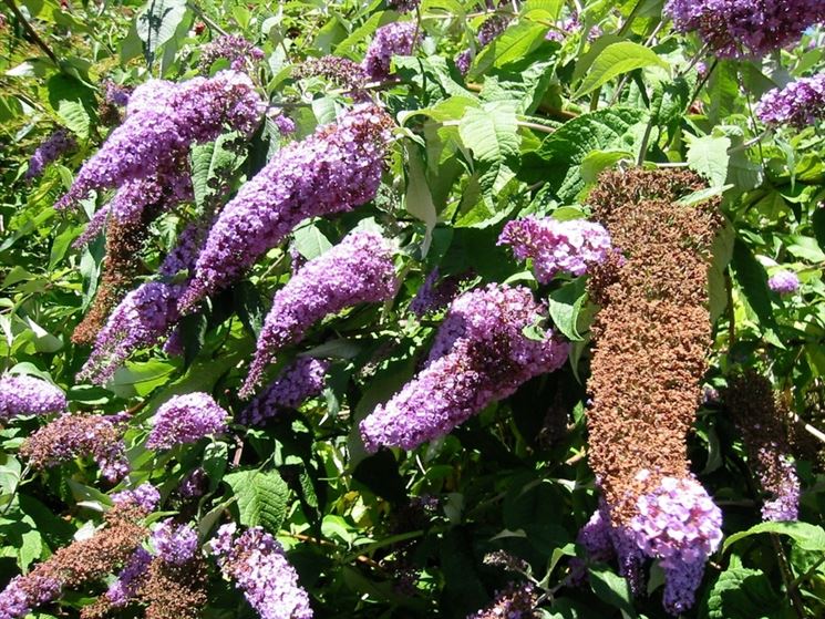 Pianta farfalle fiore