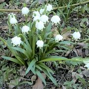 Una pianta di campanelle nata spontaneamente in un bosco